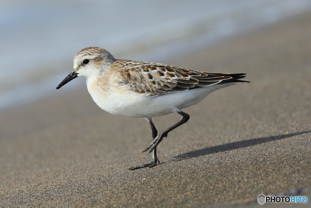 Red-necked Stint