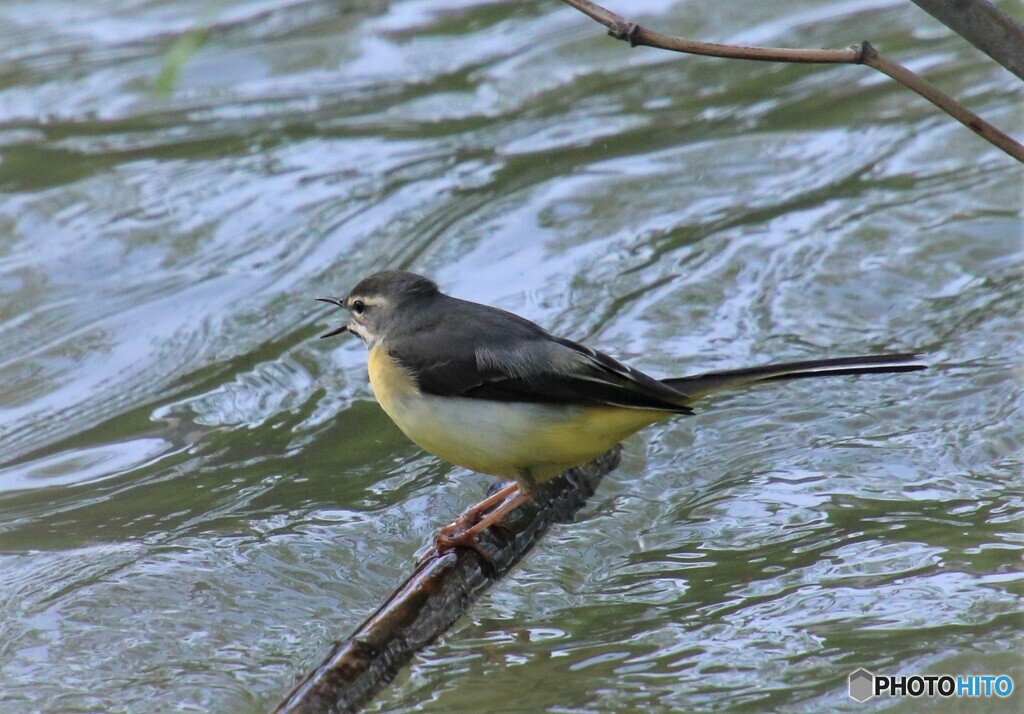 水辺の鳥