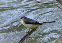 水辺の鳥