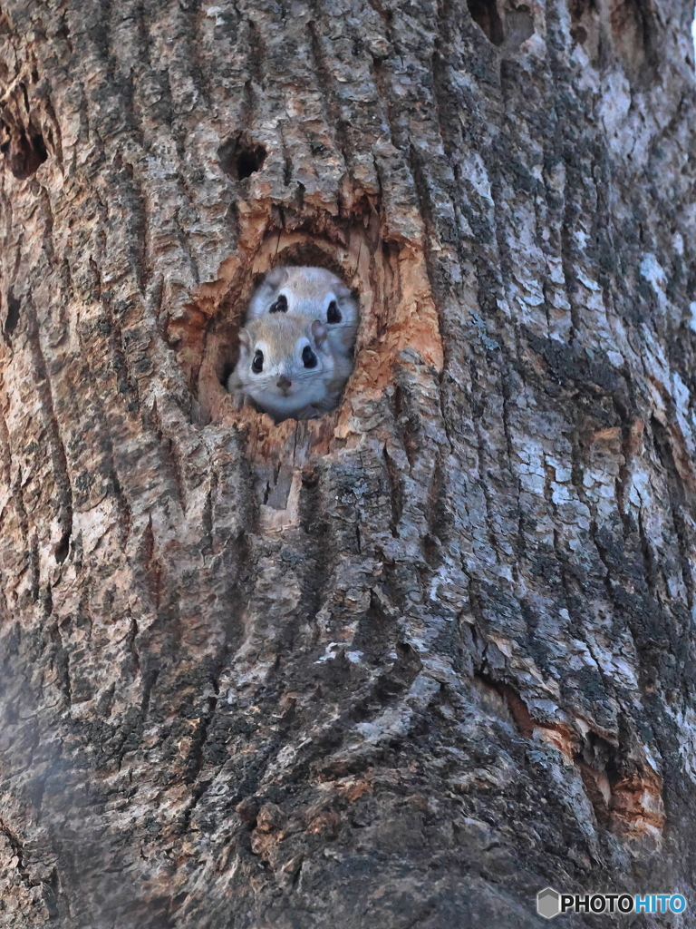 メリークリスマス