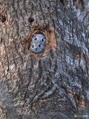 メリークリスマス