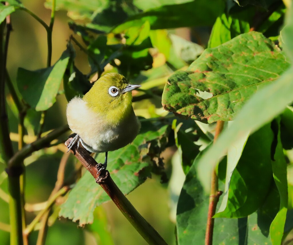 Japanese White-eye