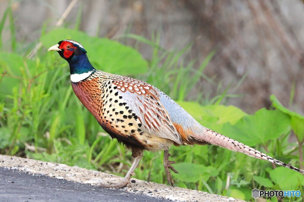 Ring-necked Pheasant