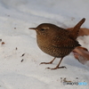 あまりにも小さいから