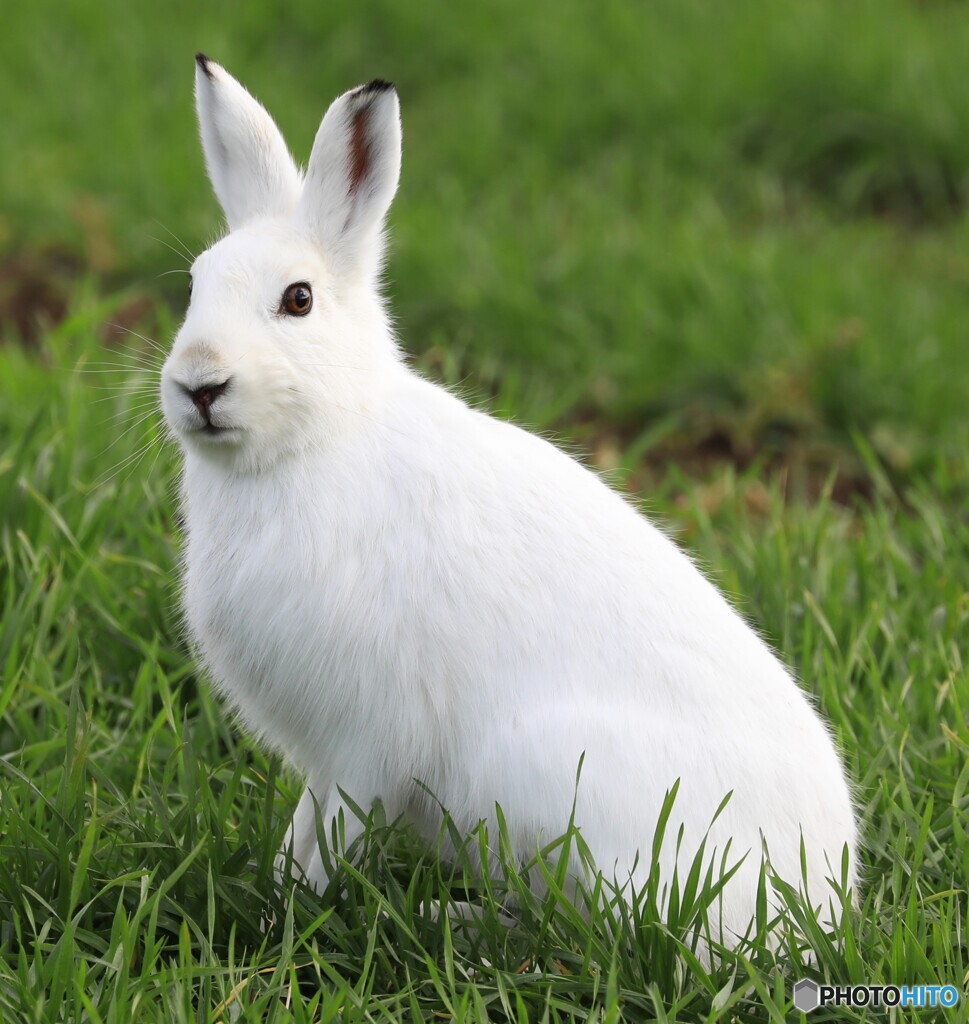 Mountain Hare