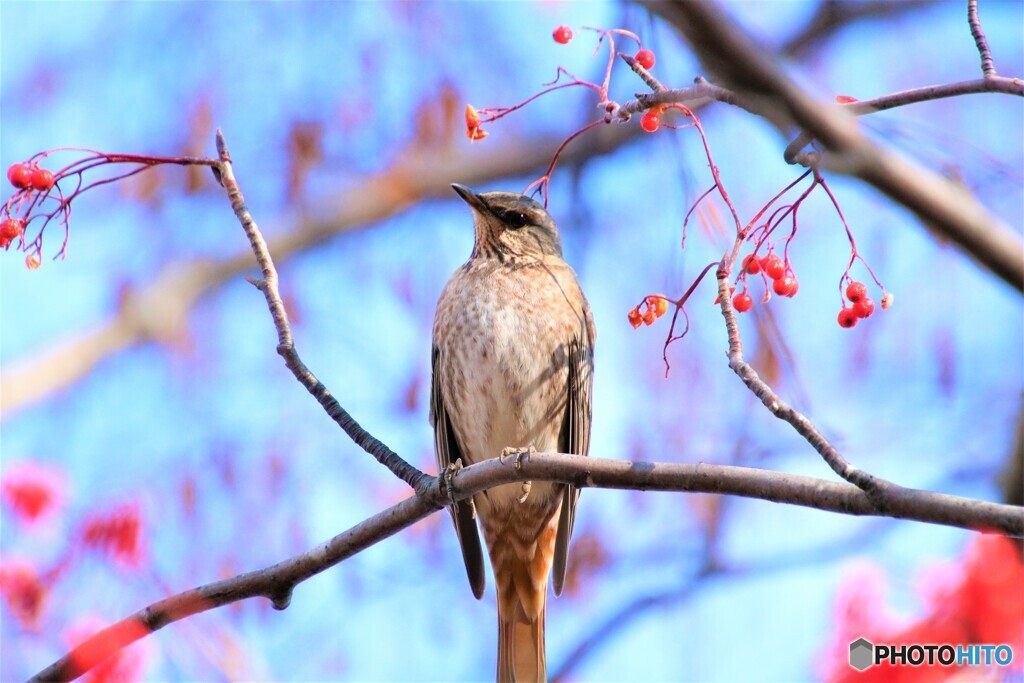 ハチジョウツグミ②