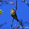 借りたレンズで撮影③