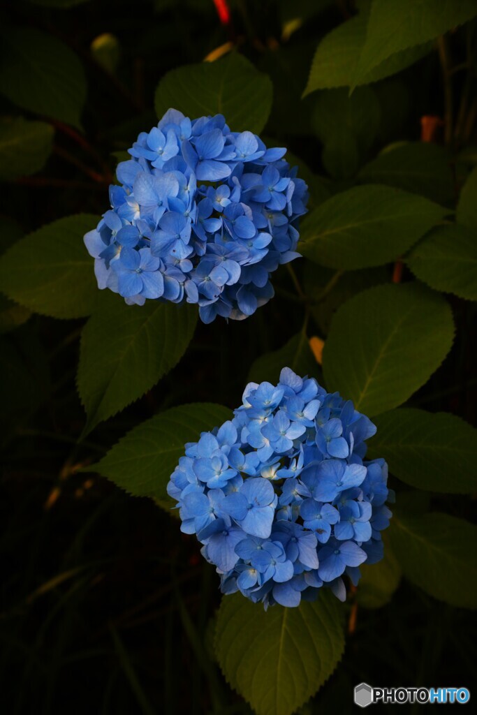 西陽の紫陽花②