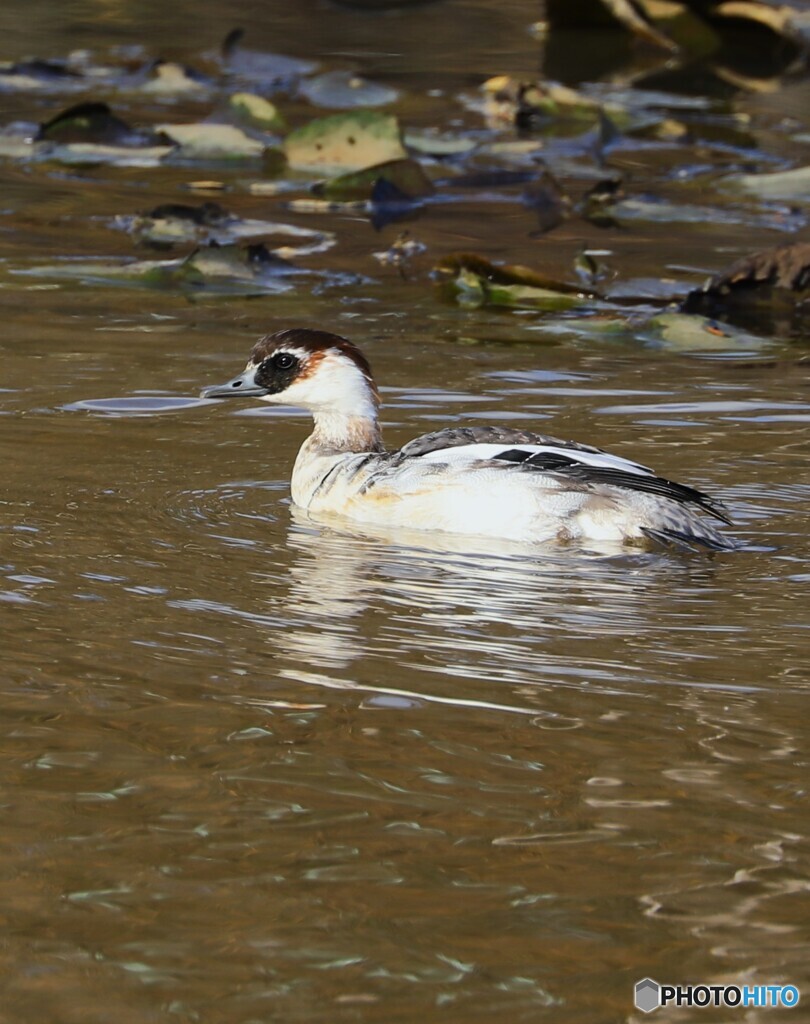 smew