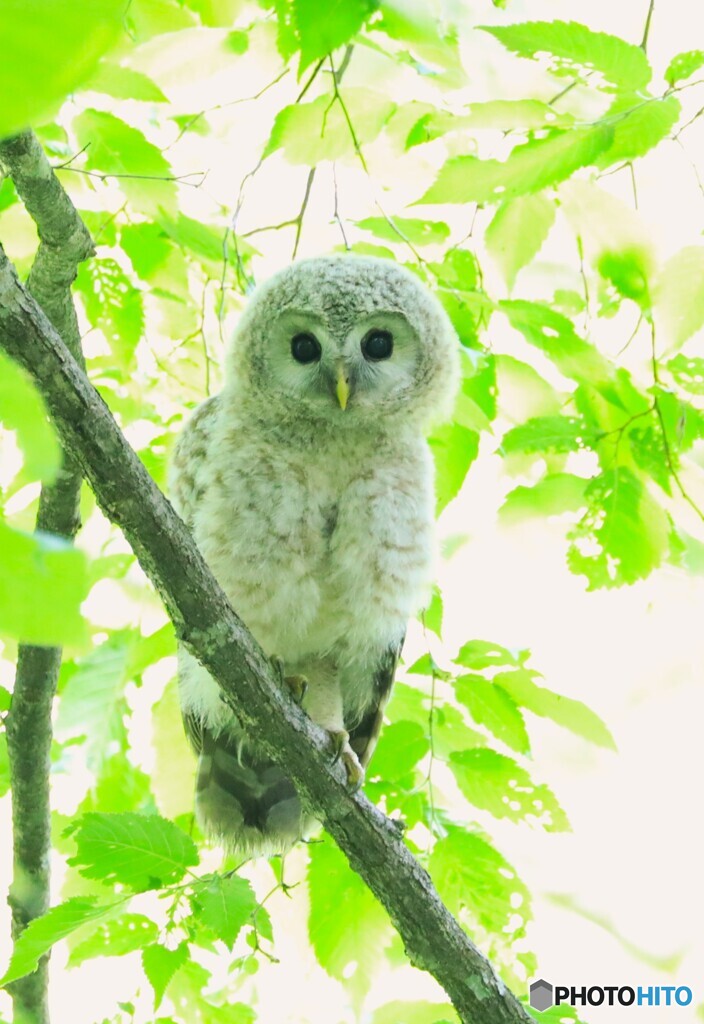 Ural owl