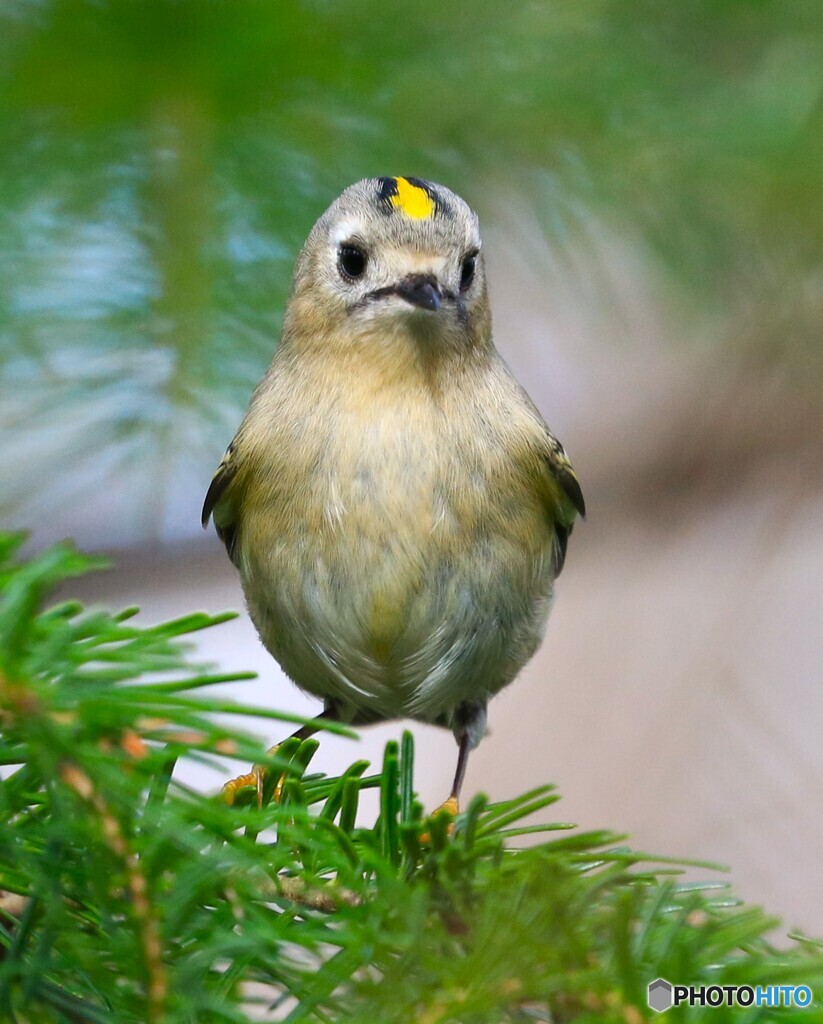 Goldcrest