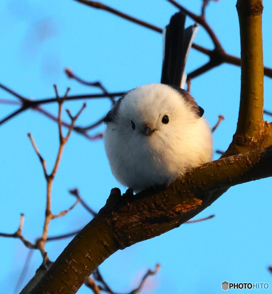 夕方のシマエナガさん