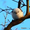 夕方のシマエナガさん