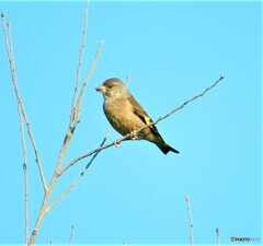 カワラヒワ