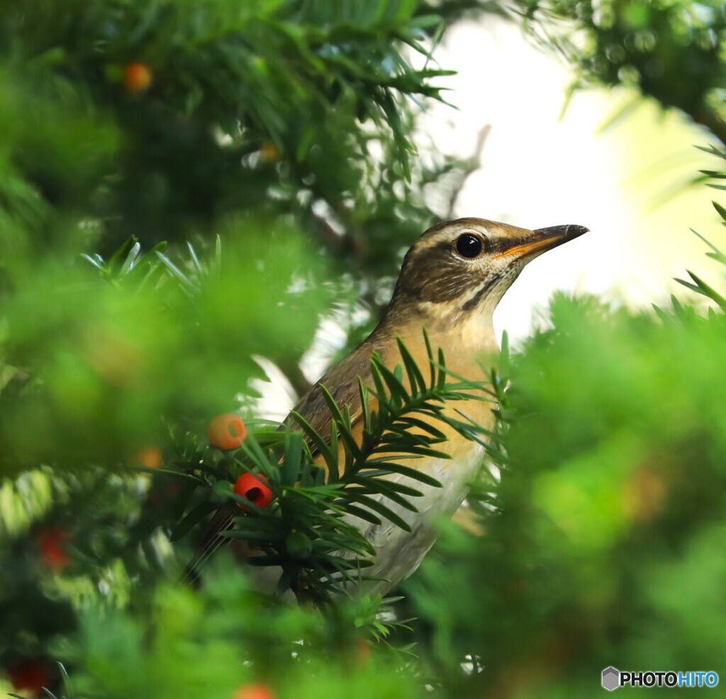 Eye-browed thrush