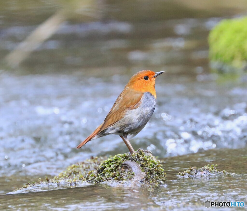 Japanese Robbin