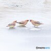 喧嘩にしかみえない