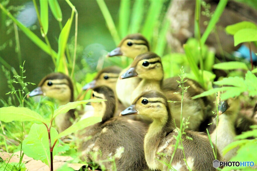 Breeding Season
