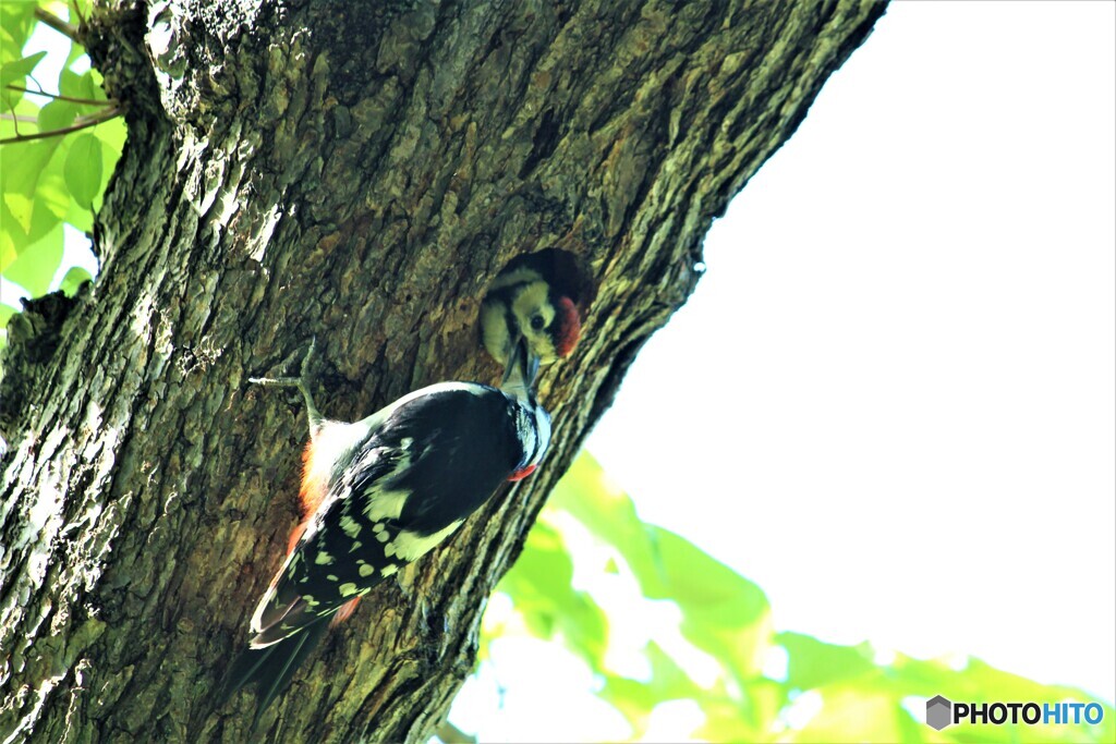 Breeding Season②