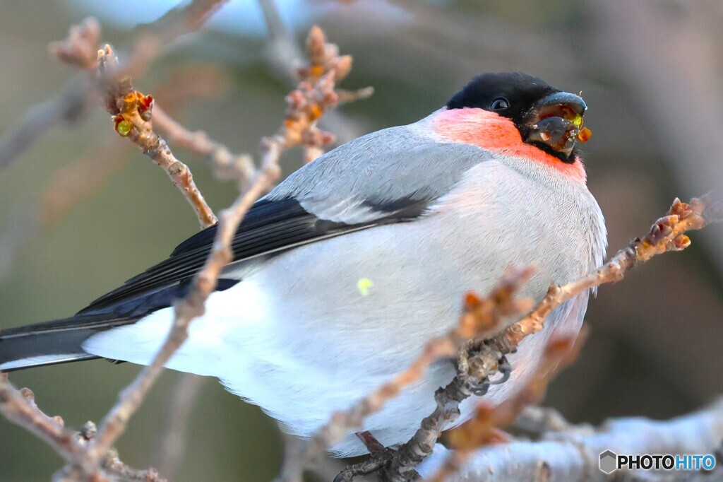 Bullfinch