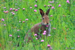 グルメ