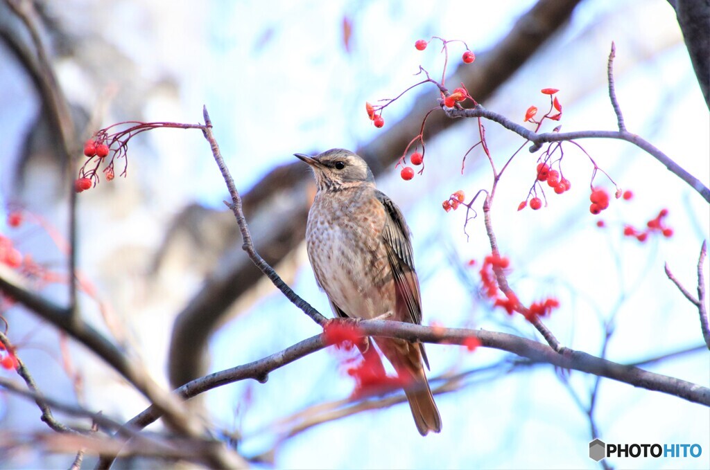 ハチジョウツグミ