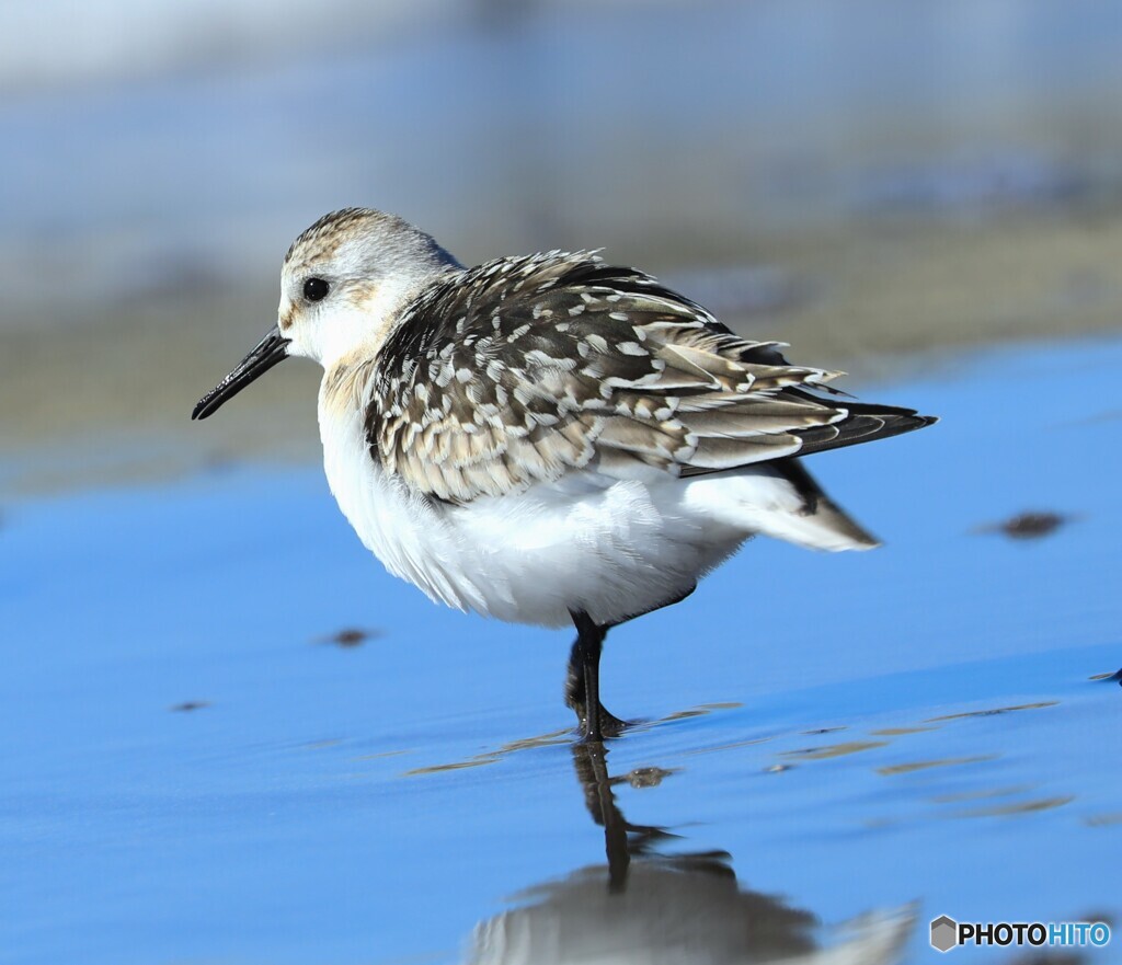Sanderling