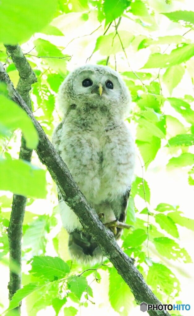 フクロウはかわいいけど