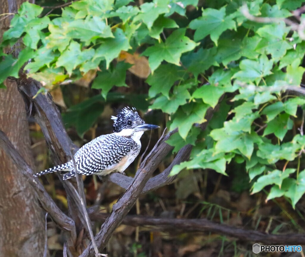 Crested Kingfisher