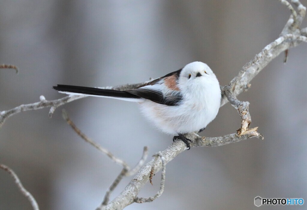 Long-tailed tit