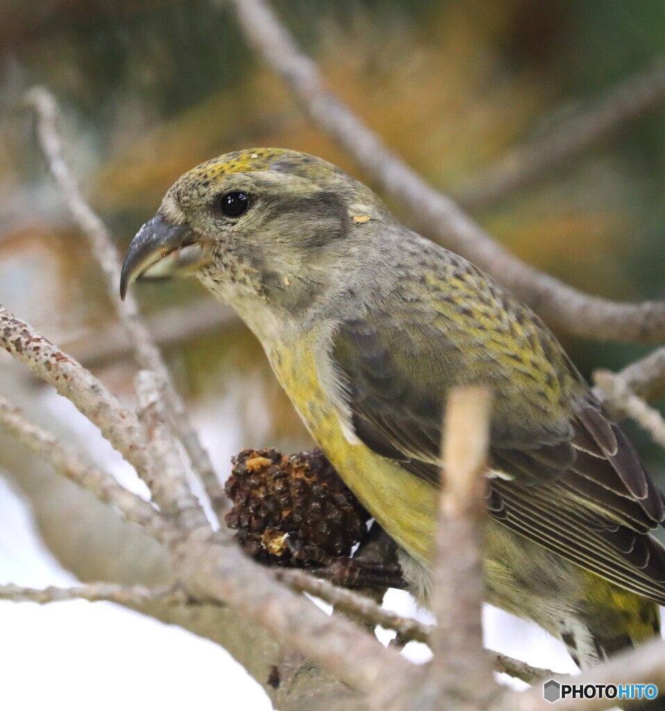 Crossbill (Female)