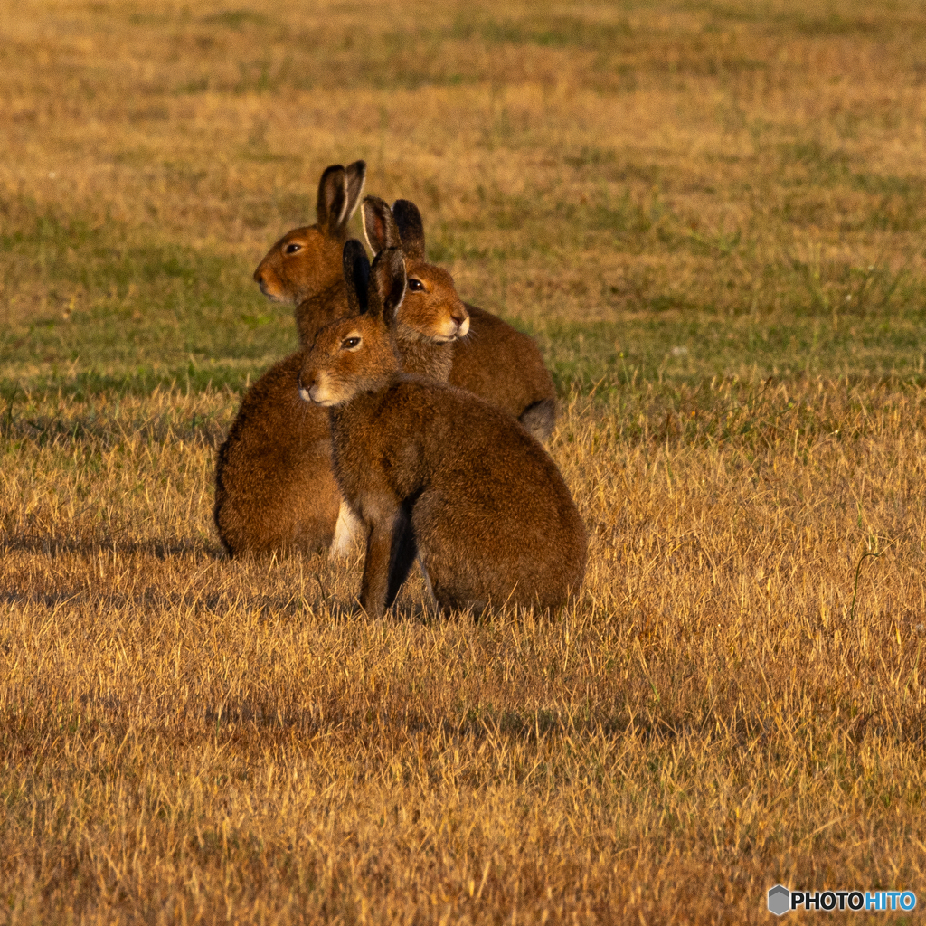 ウサギの集会