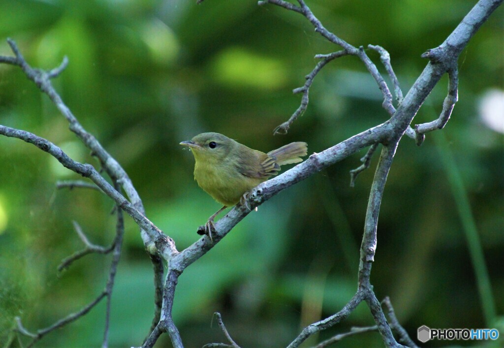 ウグイスの幼鳥