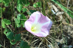 これは何の花だろう