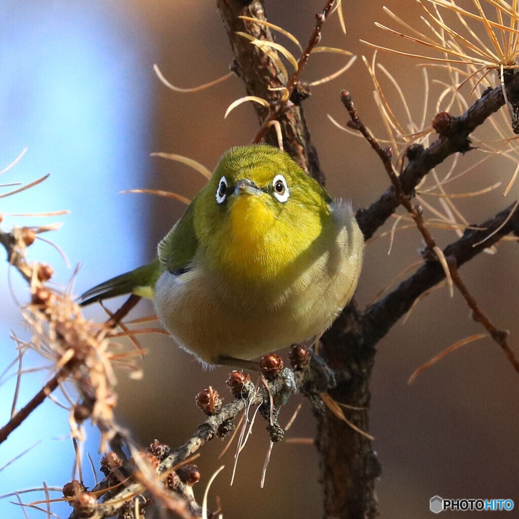 White-eye