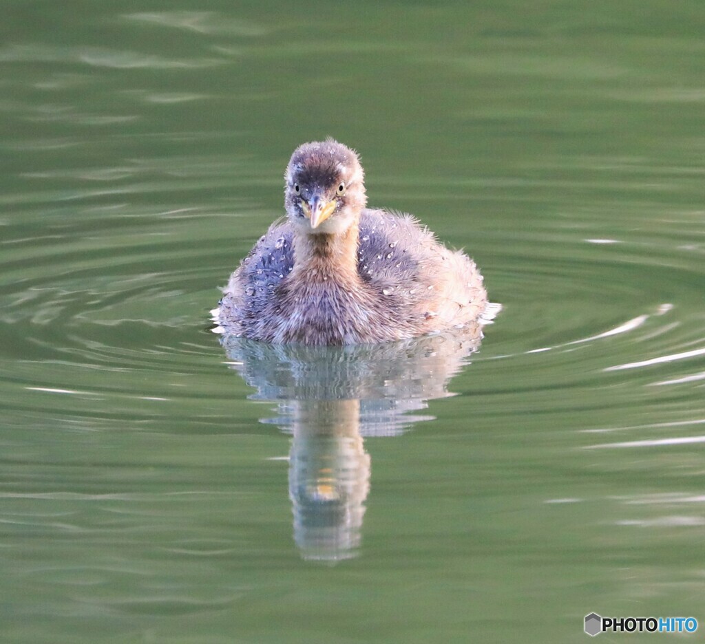 Grebe