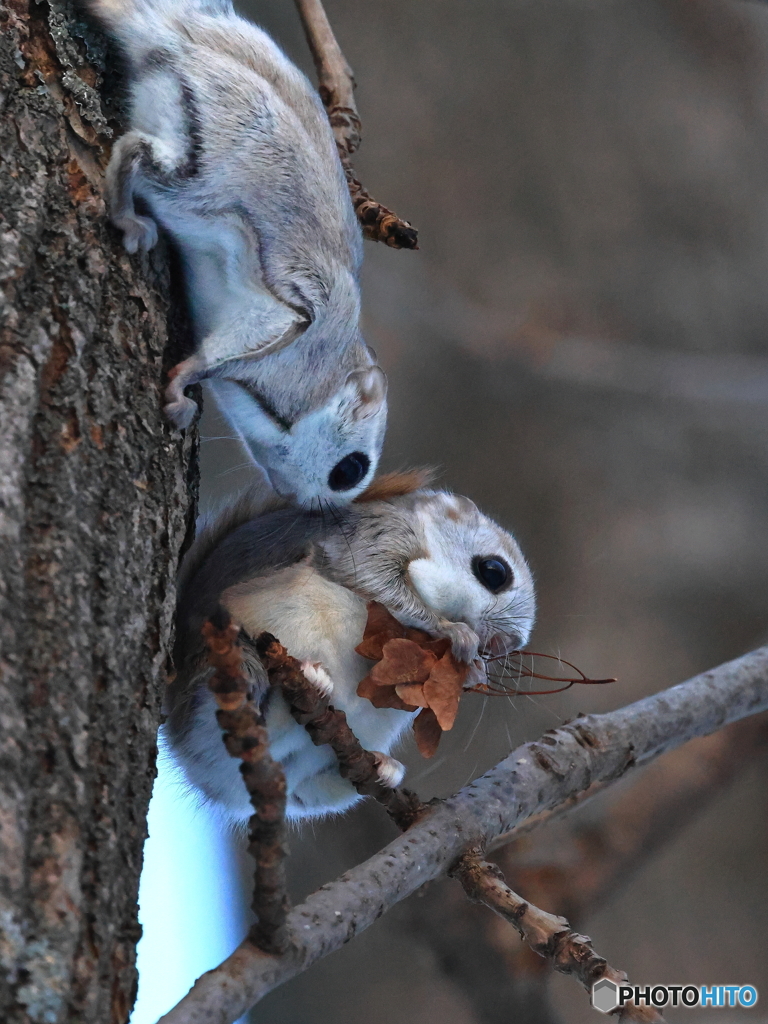 それちょうだい
