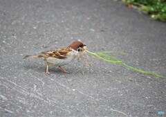 公園のスズメ②