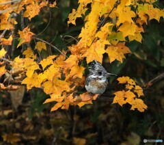 今年の紅葉