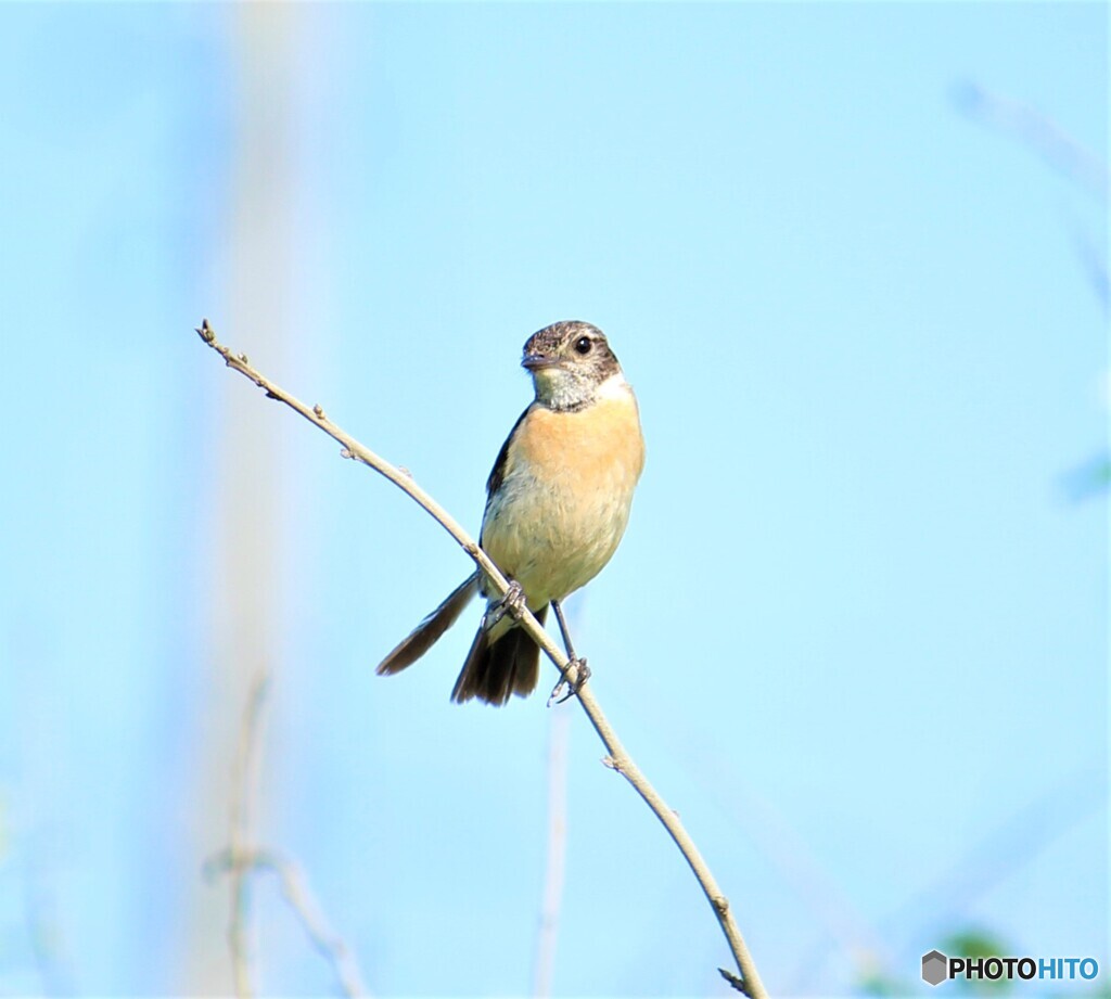 ノビタキ♀