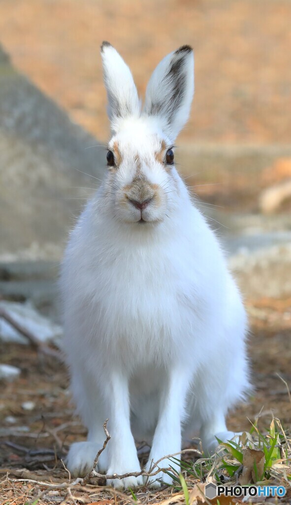 初めまして