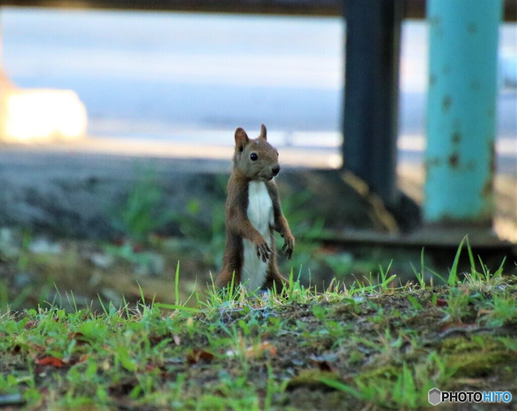 じー
