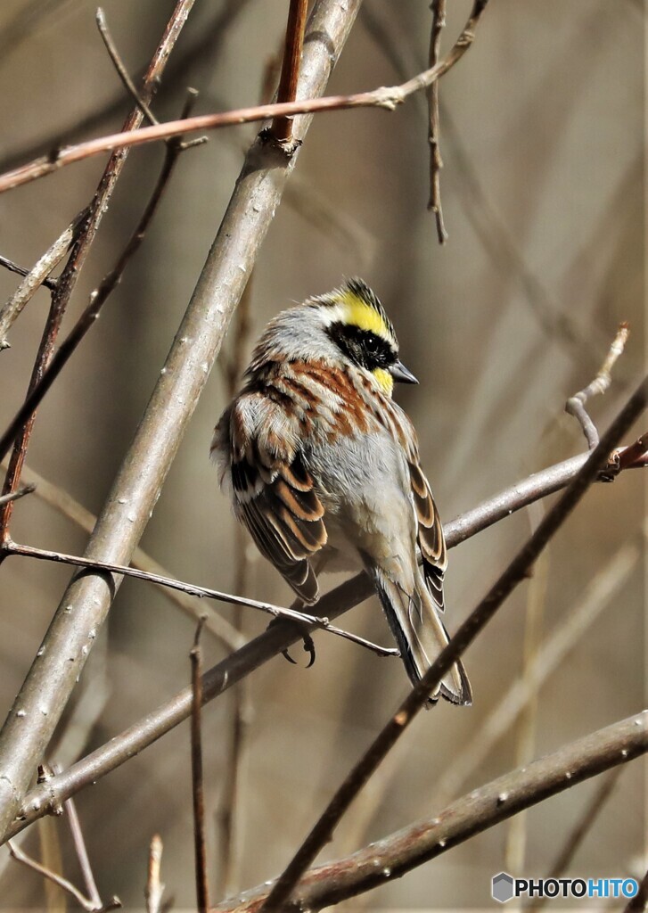 Yellow-throated Bunting