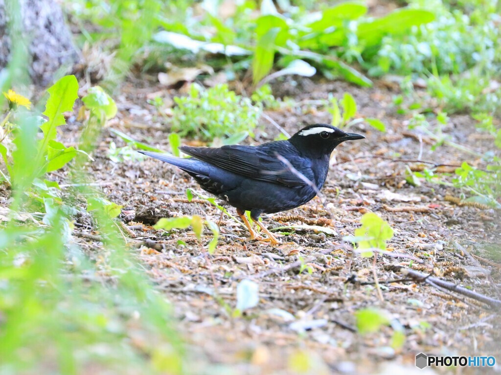 Siberian Thrush