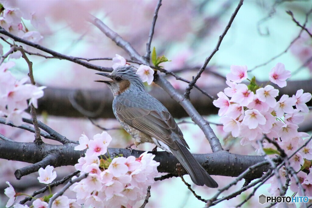 満開