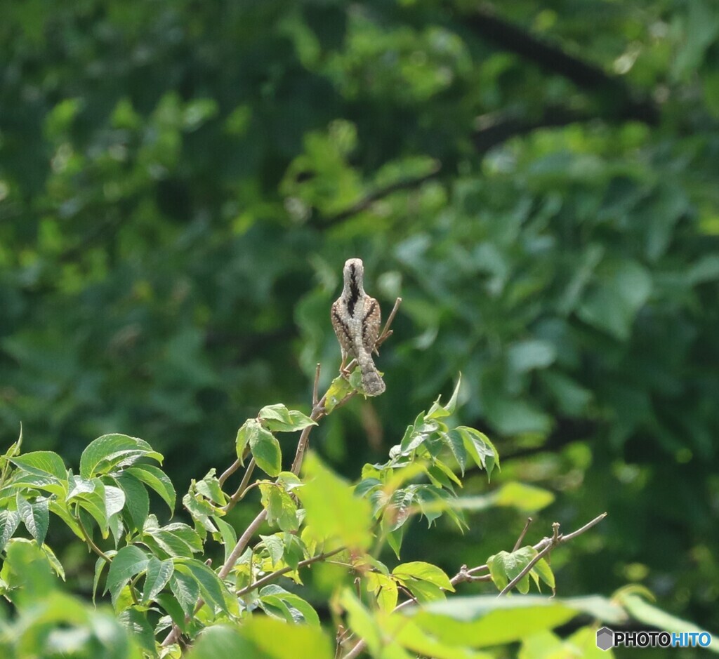 遠くからでもわかるやつ