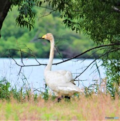 初夏のオオハクチョウ？