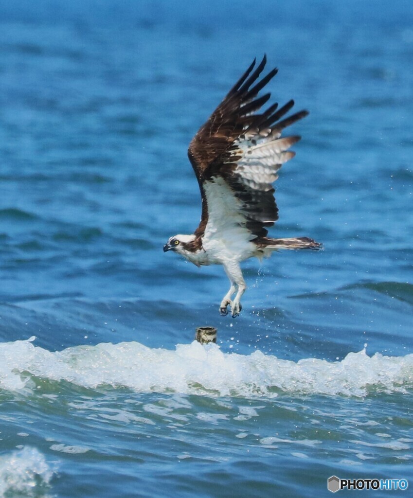 Osprey