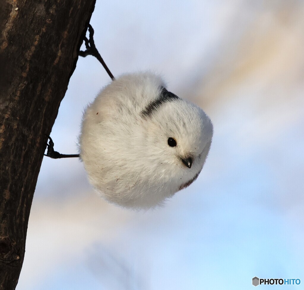 シマエナガのいいところ