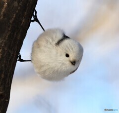 シマエナガのいいところ